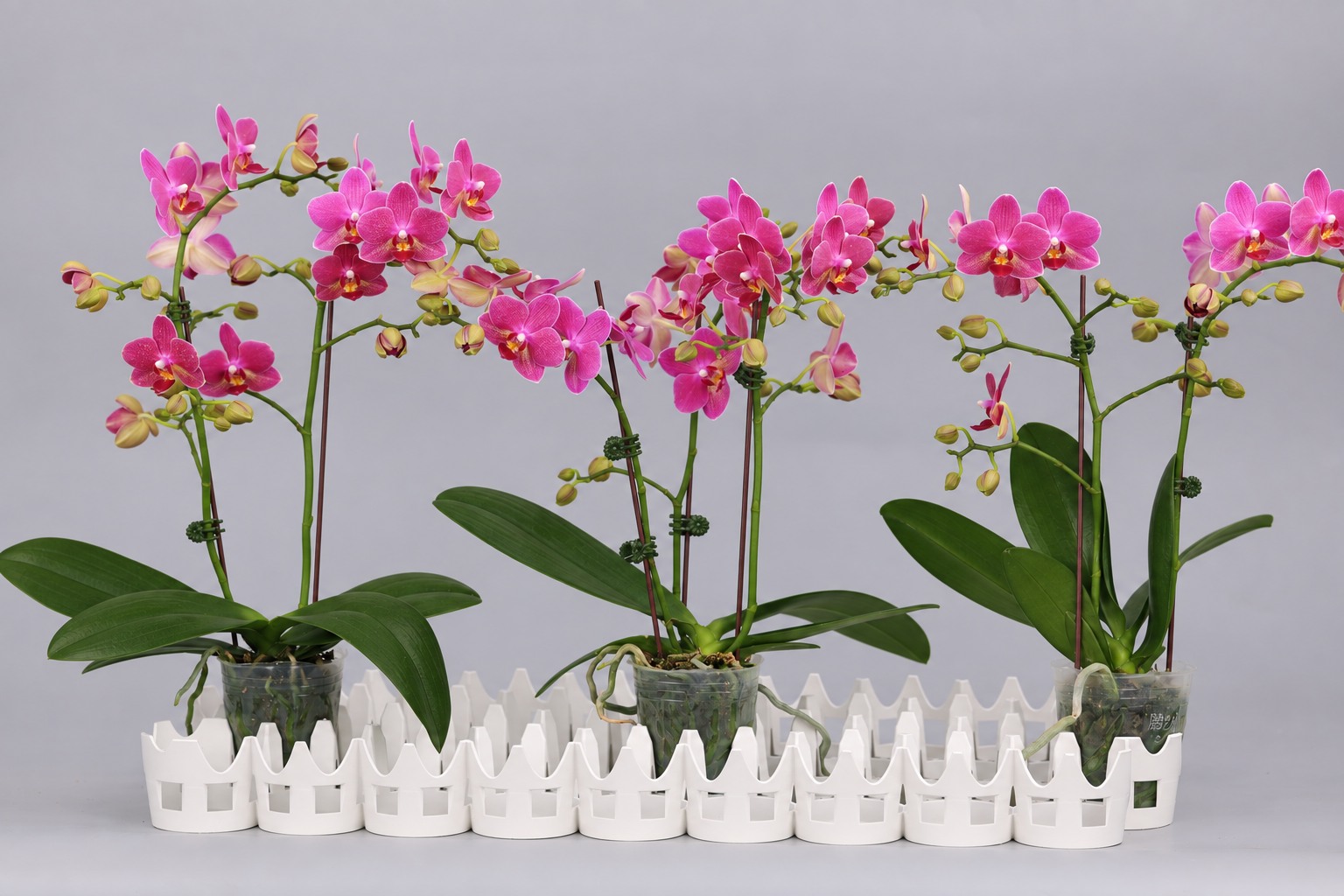 J64-2 fragrant orange Phalaenopsis — Group