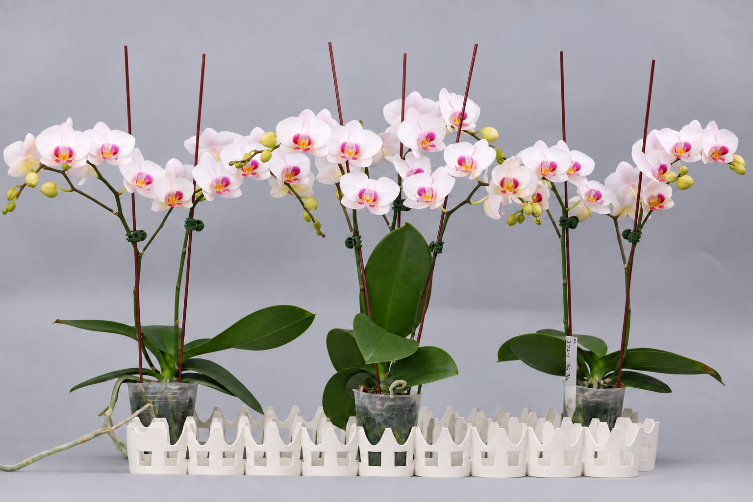 J72-1 白花胡蝶蘭 — 複数株