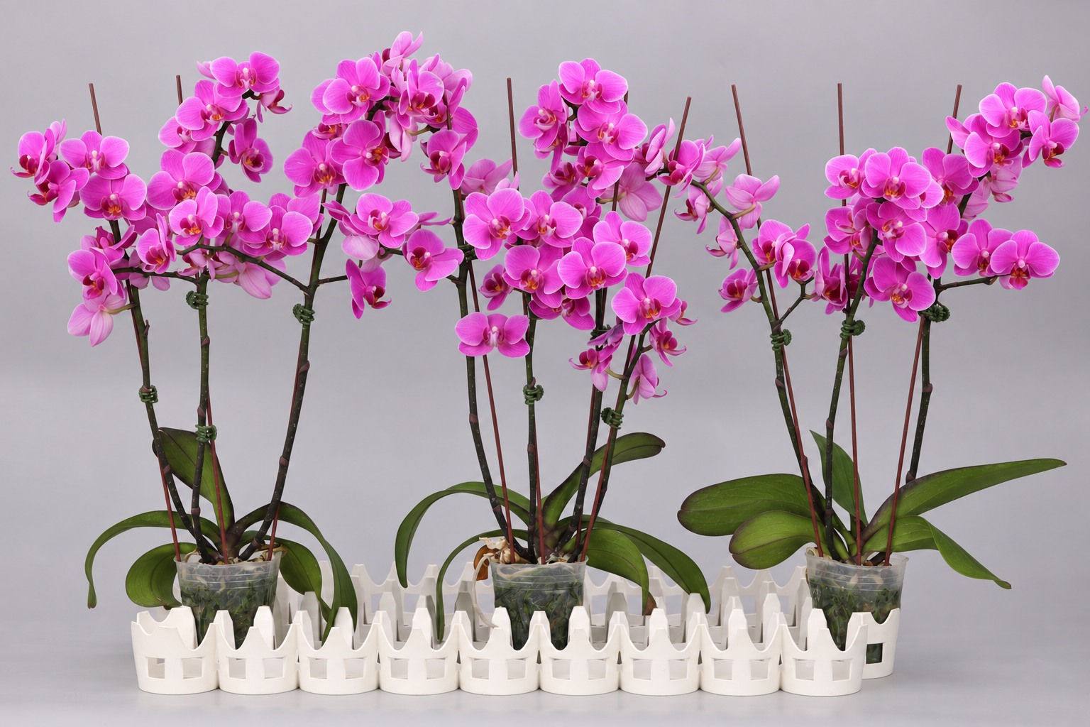 J90-1 rode Phalaenopsis — Groep